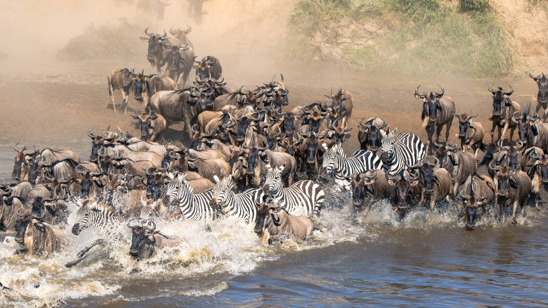 Maasai Mara Hosts Early Wildebeest Migration